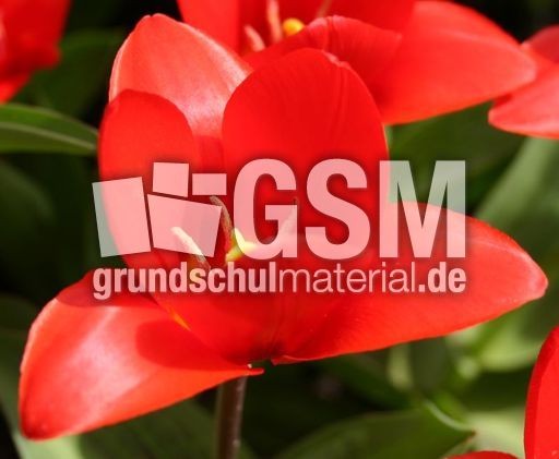 Rote-Tulpe-3.jpg